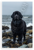 Newfoundland Dog on Rocky Shore Ocean Waves Wildlife 12x18 US Made Poster