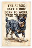 Australian Cattle Dog "Born to Work Bred to Bond" Vintage Dog 12x18 US Made Poster