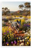 Australian Cattle Dog Running Through Wildflowers Australian Landscape 12x18 US Made Poster