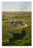 Whippet Sprinting Across Open Field Dawn Nature Wildlife 12x18 US Made Poster