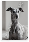 Elegant Whippet Dog Portrait Monochromatic 12x18 US Made Poster