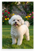 Bichon Frise in Flower Garden Nature Wildlife 12x18 US Made Poster