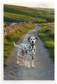 Dalmatian Dog on Country Path with Rolling Hills 12x18 US Made Poster