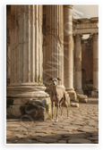Italian Greyhound Amid Ancient Roman Columns Nature 12x18 US Made Poster