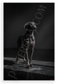 Elegant Weimaraner Dog Portrait Black and White 12x18 US Made Poster