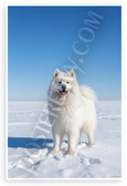 Majestic Samoyed in Snowy Landscape Wildlife 12x18 US Made Poster