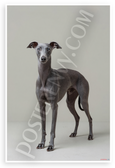 Italian Greyhound Minimalist Portrait 12x18 US Made Poster