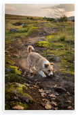 Russell Terrier Exploring Trail Nature Adventure 12x18 US Made Poster