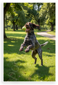 German Wirehaired Pointer Catching Tennis Ball Sunny Park Wildlife 12x18 US Made Poster