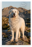 Great Pyrenees Dog on Mountain Peaks Sunrise Nature Wildlife 12x18 US Made Poster