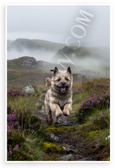 Cairn Terrier Running Misty Scottish Highlands Adventure 12x18 US Made Poster