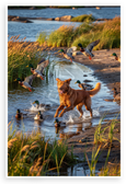 Nova Scotia Duck Tolling Retriever Tolling Ducks Water Nature Wildlife 12x18 US Made Poster