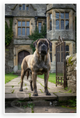 Bullmastiff Faithful Guardian Historic Estate 12x18 US Made Poster