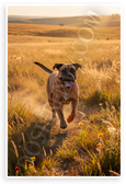 Playful Bullmastiff Running in Golden Sunny Field Wildlife 12x18 US Made Poster