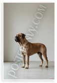 Bullmastiff Elegant Portrait Minimalist Dog 12x18 US Made Poster