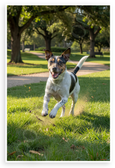 Rat Terrier Running Joyfully in Park Nature Wildlife 12x18 US Made Poster