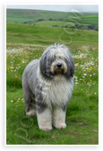 Old English Sheepdog in Green Countryside Pastoral Landscape 12x18 US Made Poster