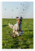 English Setter Running in Green Field with Birds Wildlife 12x18 US Made Poster
