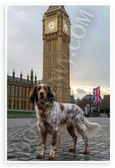 English Setter Dog Big Ben British Landmarks Patriotic 12x18 US Made Poster