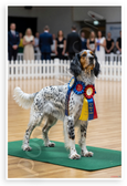 English Setter Best of Breed Winner Dog Show Ribbons 12x18 US Made Poster