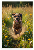 Border Terrier Running Joyfully in Sunny Meadow Wildlife 12x18 US Made Poster