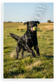 Flat-Coated Retriever Fetching Tennis Ball Sunny Field Wildlife 12x18 US Made Poster