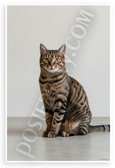 Minimalist Brown Tabby Cat Portrait Wildlife 12x18 US Made Poster