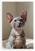 Devon Rex Cat Portrait Curious Expression Wildlife 12x18 US Made Poster