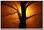 Scary tree in the fog Halloween Poster