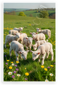 Cute Lambs Grazing Lush Green Pasture Spring Nature 12x18 US Made Poster