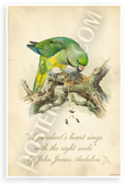 John James Audubon "A Parakeet's Heart Sings with the Right Seeds" Vintage Bird 12x18 US Made Poster