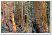Redwood Giant Sequoia Trees