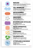Cell Organelles Structures Functions Educational 12x18 US Made Poster