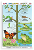 Amazing Animal Life Cycles Butterfly Frog Metamorphosis Educational 12x18 US Made Poster