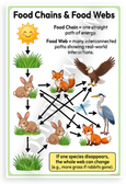 Food Chains and Food Webs Educational Diagram 12x18 US Made Poster