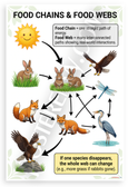 Food Chains and Food Webs Ecology Educational 12x18 US Made Poster