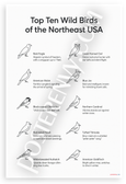 Top Ten Wild Birds Northeast USA Line Art Educational 12x18 US Made Poster