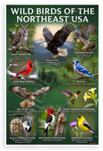 Wild Birds of the Northeast USA Educational 12x18 US Made Poster