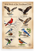 Wild Birds of the Northeast USA Osprey Bald Eagle Cardinal Educational 12x18 US Made Poster