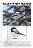 Black-capped Chickadee Winter Forest Educational 12x18 US Made Poster