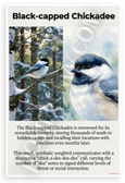 Black-capped Chickadee Watercolor Winter Forest Educational 12x18 US Made Poster