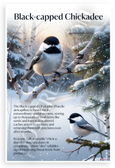 Black-capped Chickadee Winter Wildlife Educational 12x18 US Made Poster