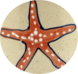 starfish-sm.png