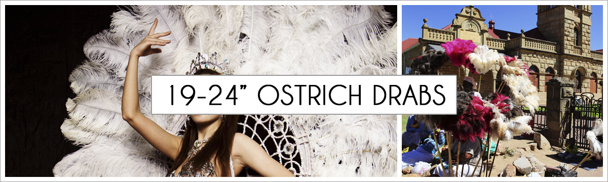 19-to-24-ostrich-header-picture-edited-1.jpg