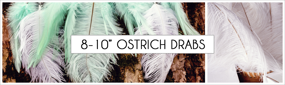 8-to-10-ostrich-header-picture-edited-1.jpg