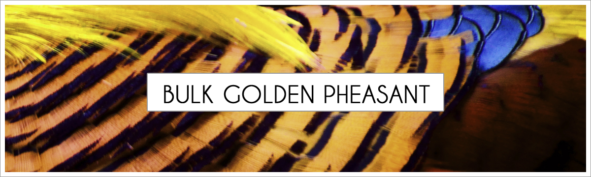 bulk-golden-pheasant-header-picture-edited-1.jpg