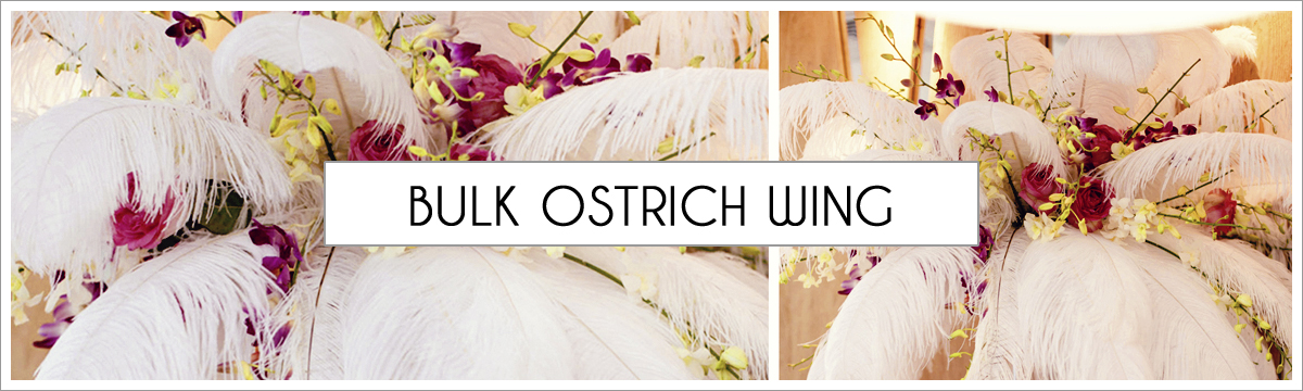 bulk-ostrich-wing-plumes-header-picture-edited-1.jpg