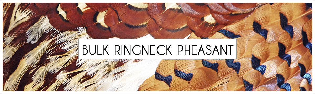 bulk-ringneck-pheasant-header-picture-edited-1.jpg