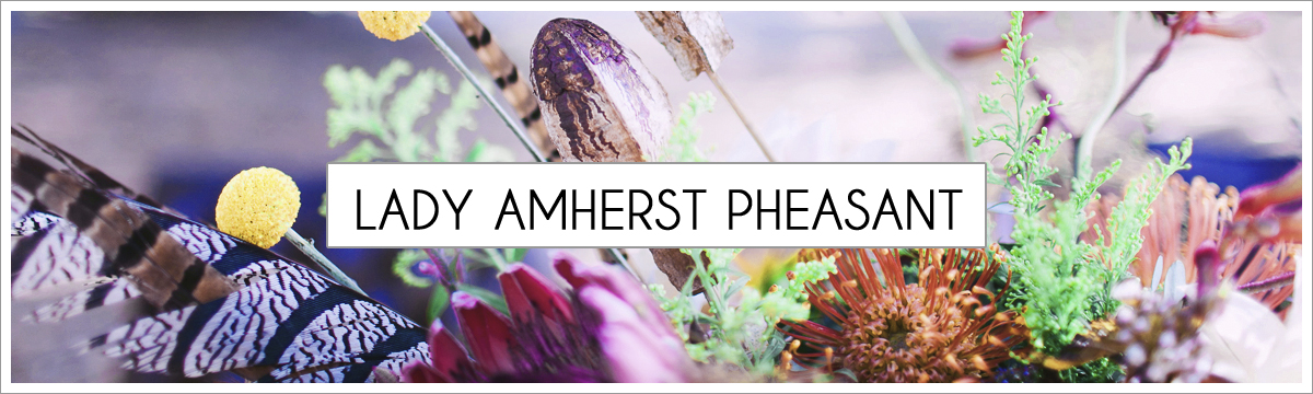 lady-amherst-header-picture-edited-1.jpg