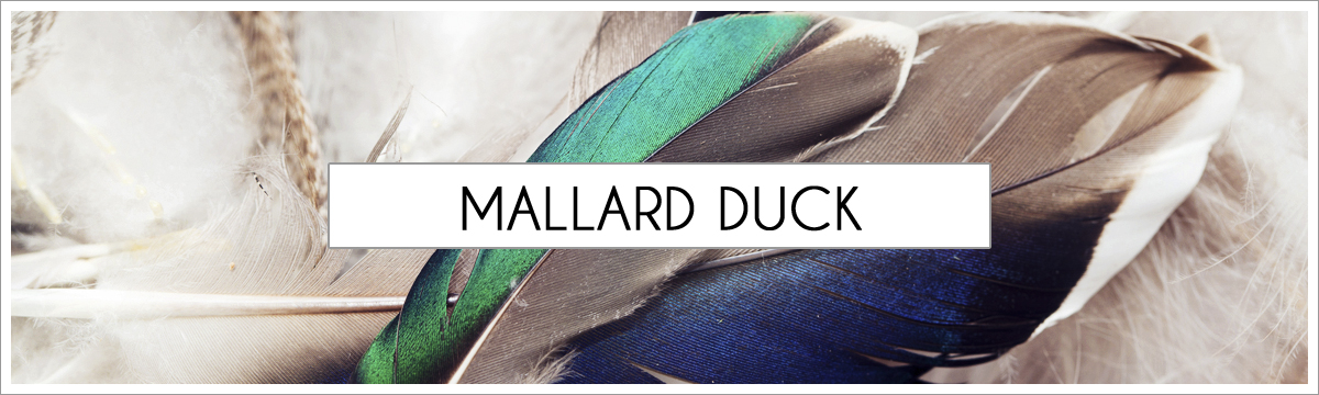 mallard-duck-picture-header2.jpg